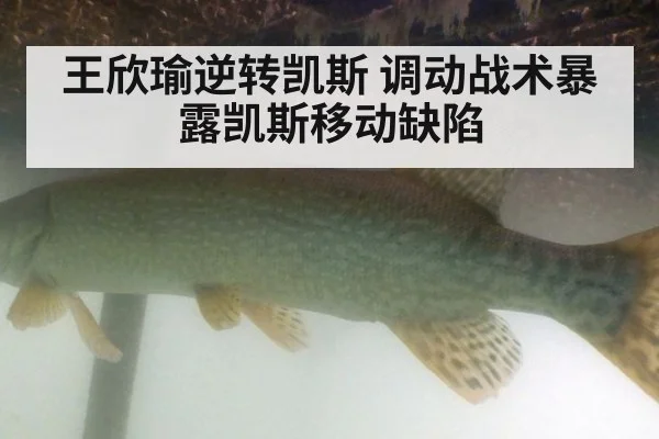 王欣瑜逆转凯斯 调动战术暴露凯斯移动缺陷